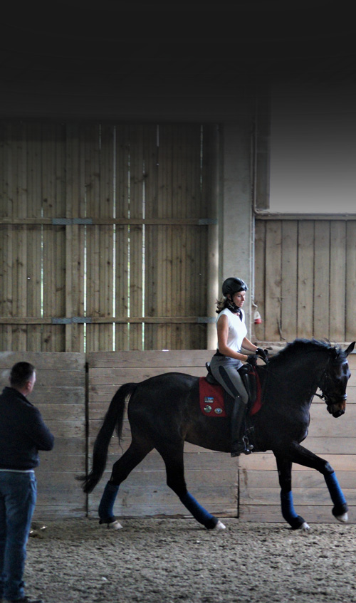 Reitunterricht_und_beritt_ohne_rollkur_augsburg_reittrainer